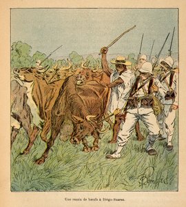 Wojna na Madagaskarze-Anegdota Historia francuskich ekspedycji 1885-1895 Henri Galli dit Galllichet (1854-1922), ilustracja Louis Bombled (1862-1927): W Diego-Suarez armia francuska żąda wołów, zbiory prywatne autorstwa Louis Charles Bombled