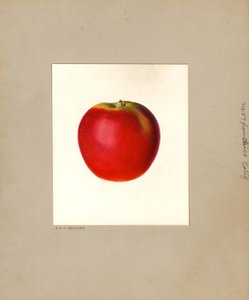 Jabłko (Malus domestica: nr 57) (akwarela) autorstwa Louis Charles Christopher Krieger