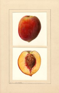 Brzoskwinie (Prunus persica: Numer 10) (akwarela) autorstwa Louis Charles Christopher Krieger