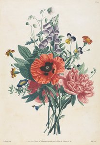 Kolekcja kwiatów i owoców malowanych według natury: Bukiet naparstnicy, Clematis..., 1805.