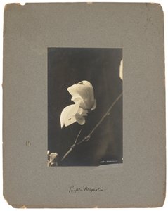 Tiffany Studios, ok. 1898-1920 (fotografia czarno-biała) autorstwa Louis Comfort Tiffany