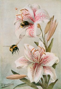 Pszczoły i lilie, ilustracja z „Stories of Insect Life” Williama J. Claxtona