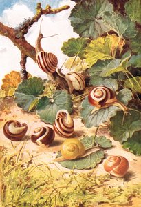 Ślimaki lądowe, ilustracja z „Country Days & Country Ways” (kolor lito)