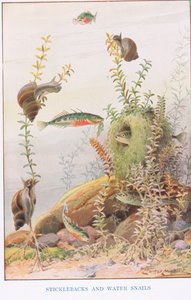 Cierniki i ślimaki wodne, ilustracja z „Country Ways and Country Days” (kolor lito) autorstwa Louis Fairfax Muckley
