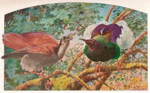 Dwunastoprzewodowe ptaki raju, c1910, 1911 autorstwa Louis Fairfax Muckley