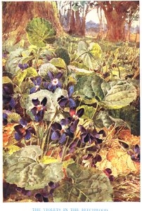 Fiołki w bukowym, ilustracja z „Country Ways and Country Days” (kolor lito)