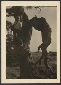 [Bobby na Knot of Pine Tree] autorstwa Louis Fleckenstein