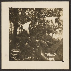 [Calla Lilies] autorstwa Louis Fleckenstein