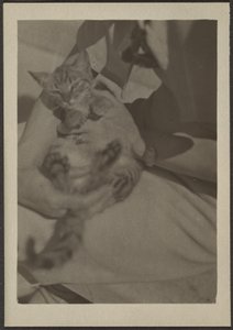 [Cat] autorstwa Louis Fleckenstein