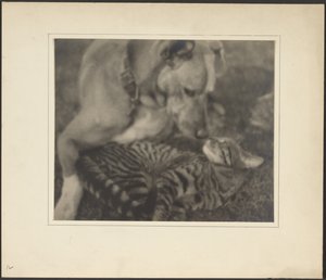 [Kot i pies] autorstwa Louis Fleckenstein