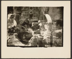 [Koty i refleksje] autorstwa Louis Fleckenstein