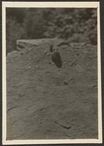 [Chipmonk on Trail] autorstwa Louis Fleckenstein
