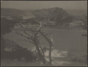 [Cypress on Coast] autorstwa Louis Fleckenstein
