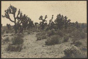 Pustynia Mojave autorstwa Louis Fleckenstein