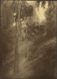  autorstwa Louis Fleckenstein