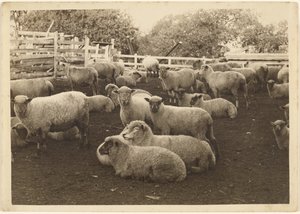 [Owca w zagrodzie] autorstwa Louis Fleckenstein