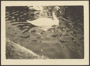 [Swan] autorstwa Louis Fleckenstein