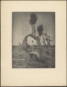 Kontorsjonista autorstwa Louis Fleckenstein