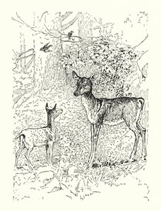 Płomykówka i jej matka (litografia) autorstwa Louis John Rhead