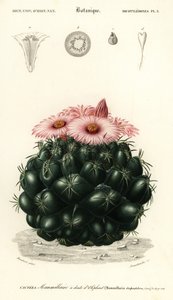 Kaktus ulowy, Coryphantha elephantidens.,1849 (grawerowanie) autorstwa Louis Joseph Edouard Maubert