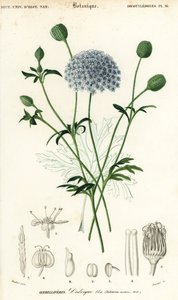 Niebieski koronkowy kwiat, Trachymene coerulea. ,1849 (grawerowanie)