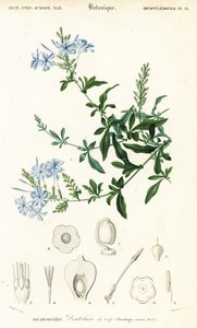 Przylądek leadwort, Plumbago auriculata, 1849 (grawerowanie)