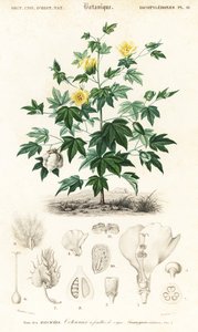 Bawełna, Gossypium barbadense.,1849 (grafika)