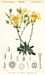 Len, Linum campanulatum., 1849 (grafika) autorstwa Louis Joseph Edouard Maubert