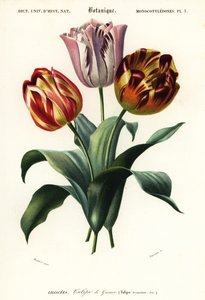 Tulipan ogrodowy, Tulipa gesneriana.,1849 (grawerowanie)