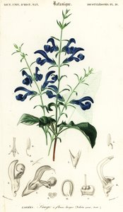Szałwia z goryczki lub szałwia rozłożysta, Salvia patens.,1849 (rycina)