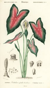 Serce Jezusa, Caladium bicolor. ,1849 (grawerowanie)