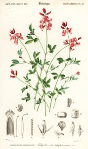 Roślina indygo, leżąca Indigofera. , 1849 (grawerowanie)