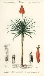 Krantz aloes, Aloe arborescens.,1849 (grawerowanie) autorstwa Louis Joseph Edouard Maubert
