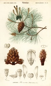 Sosna nadmorska lub sosna gronowa, Pinus pinaster.,1849 (grawerowanie)
