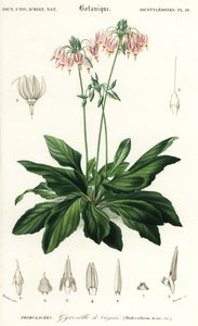Spadająca gwiazda lub wschodnia spadająca gwiazda, Dodecatheon media. ,1849 (grawerowanie) autorstwa Louis Joseph Edouard Maubert