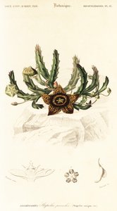 Kwiat gwiazdy, Orbea variegata.,1849 (grawerowanie) autorstwa Louis Joseph Edouard Maubert