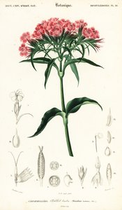 Słodki William, Dianthus barbatus.,1849 (grafika) autorstwa Louis Joseph Edouard Maubert