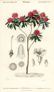 Różanecznik drzewny, arboreum rododendronów. ,1849 (grawerowanie)