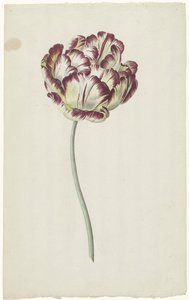 Tulipan