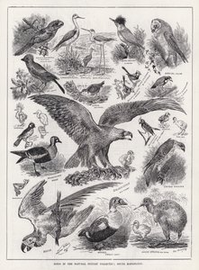 Ptaki w kolekcji historii naturalnej, South Kensington (grawerowanie) autorstwa Louis Wain