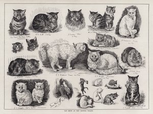 Wystawa kotów w Crystal Palace (grawerowanie) autorstwa Louis Wain