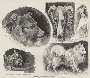 Wystawa w Hali Rolniczej autorstwa Louis Wain