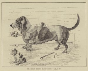 Basset Hound Pallas II pana George