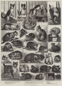Nasze koty, historia domowa autorstwa Louis Wain