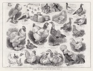Pokaz drobiu i gołębi w Kryształowym Pałacu (grawerowanie) autorstwa Louis Wain