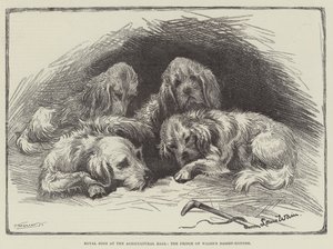 Królewskie psy w sali rolniczej, Basset-Hounds księcia Walii autorstwa Louis Wain