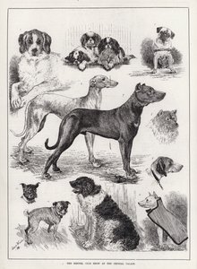 Klubowa Wystawa Kynologiczna w Crystal Palace (grafika) autorstwa Louis Wain