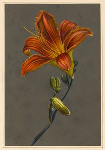 Hemerocallis (Daylily), 1830 (kolor ciała na papierze z przygotowanym podłożem) autorstwa Louise DOrleans