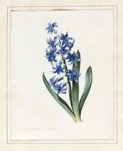 Hiacynt, 1826 (wc z domieszką koloru na welinie)