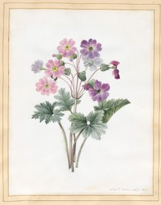 Hybrydowa Auricula (wc na welinie)